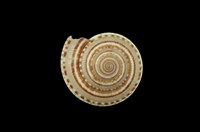 藏品(車輪螺)的圖片